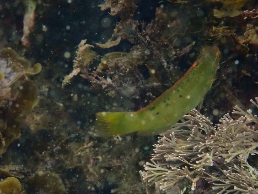 Gunther's wrasse (Pseudolabrus guentheri) — Labridae