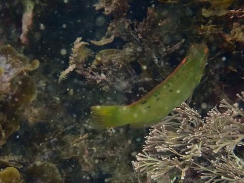 Gunther's wrasse (Pseudolabrus guentheri) — Labridae