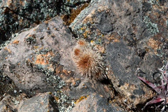 Aylostera fiebrigii