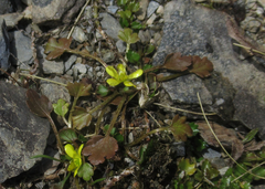 Ranunculus foliosus