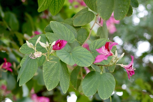 Bauhinia × blakeana
