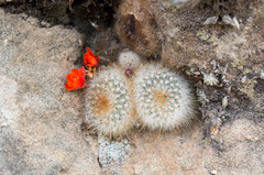 Aylostera fiebrigii