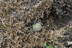 Aylostera fiebrigii