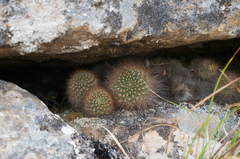 Aylostera fiebrigii