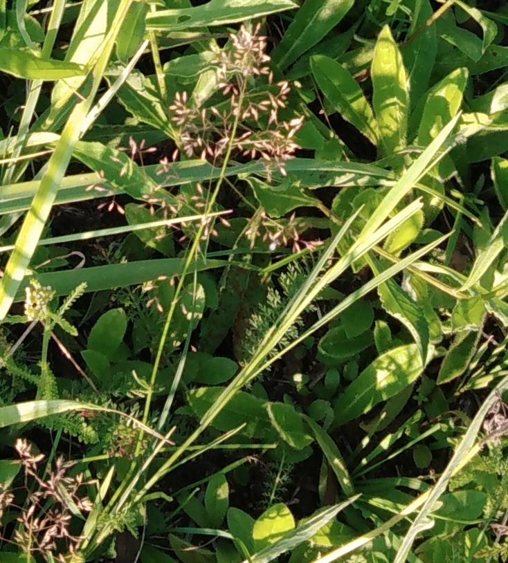 Fowl Bluegrass (Poa palustris)