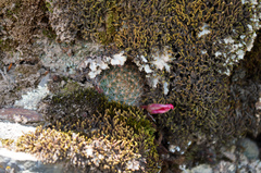 Aylostera fiebrigii