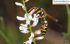 Polistes chinensis