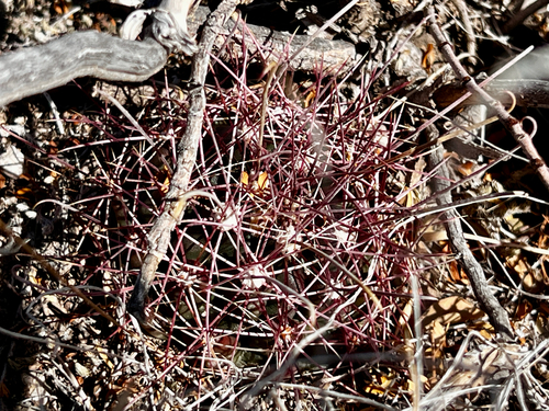 Bisnaga hamatacantha