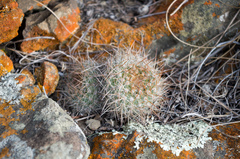 Aylostera fiebrigii