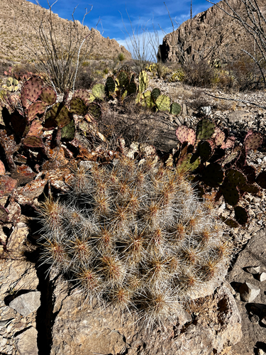 Strawberry cactus