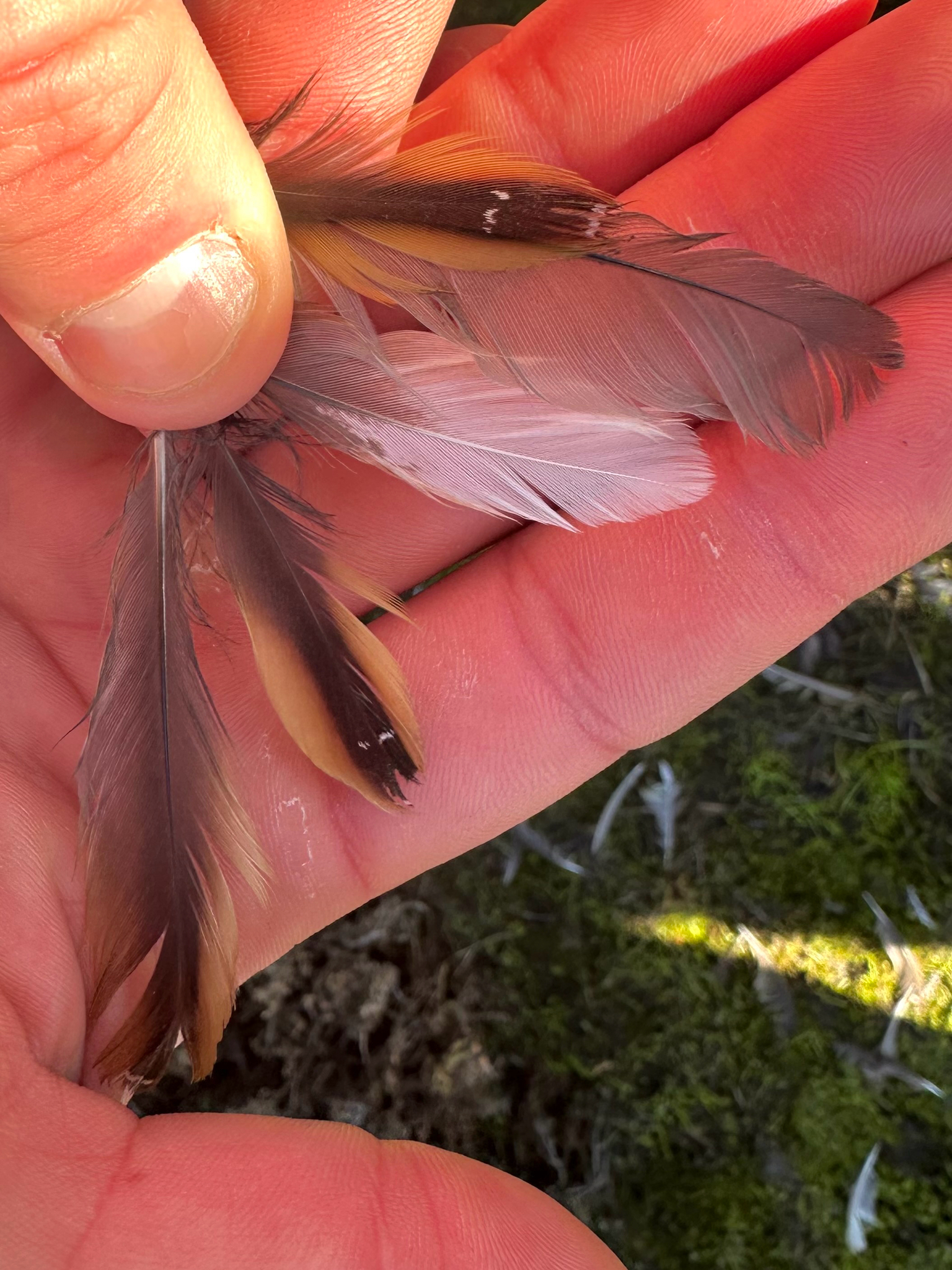 Yellow Rail (Coturnicops noveboracensis), photo 2