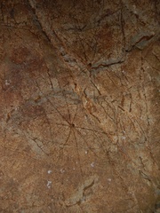 Amilenus aurantiacus