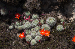 Aylostera fiebrigii