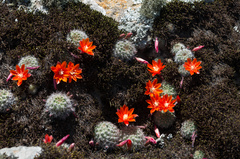 Aylostera fiebrigii