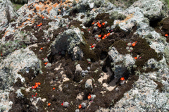 Aylostera fiebrigii