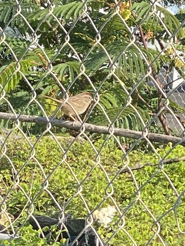 Rufous-crowned Sparrow (Aimophila ruficeps), photo 3