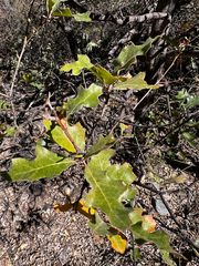 Quercus gravesii, photograph (c) Clifton Ladd, C.W.B., some rights reserved (CC BY)