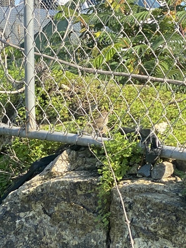 Rufous-crowned Sparrow (Aimophila ruficeps), photo 4