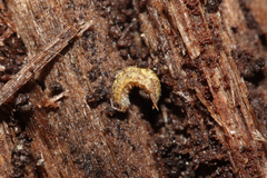 Porcellium collicola