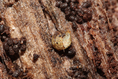 Porcellium collicola
