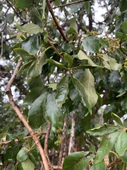 Vitex obovata obovata