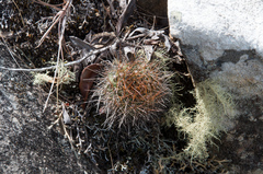 Aylostera fiebrigii
