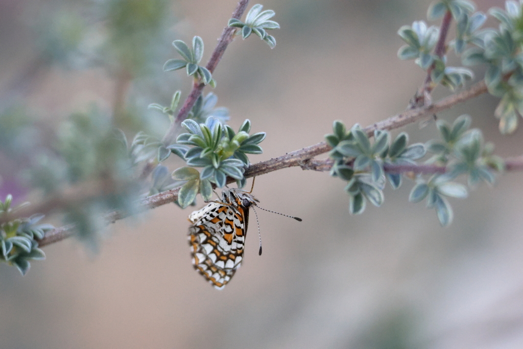 Tiny Checkerspot