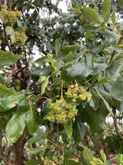 Vitex obovata obovata