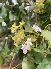 Vitex obovata obovata