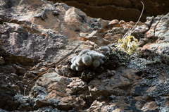 Aylostera fiebrigii