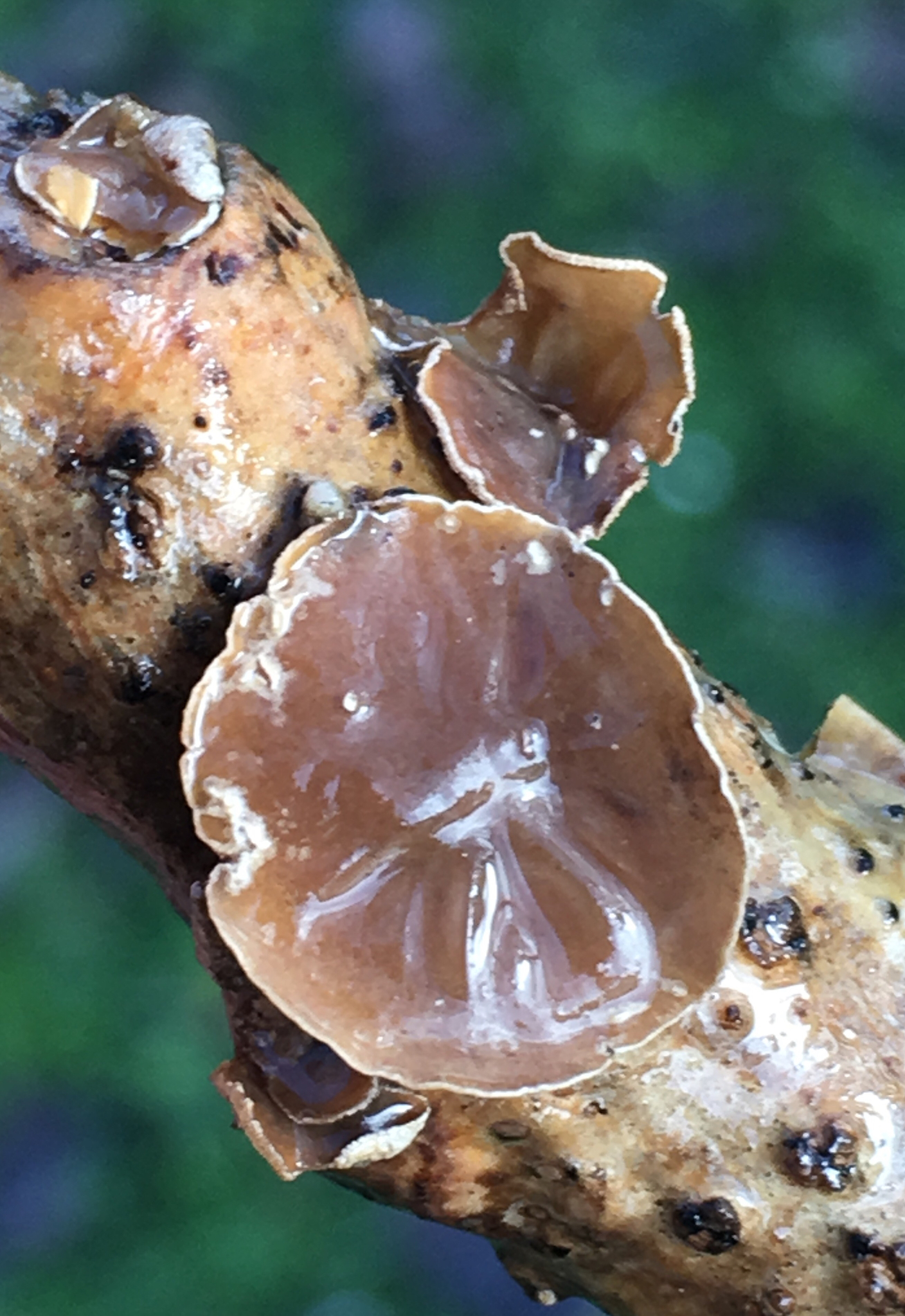 Schizophyllum amplum image
