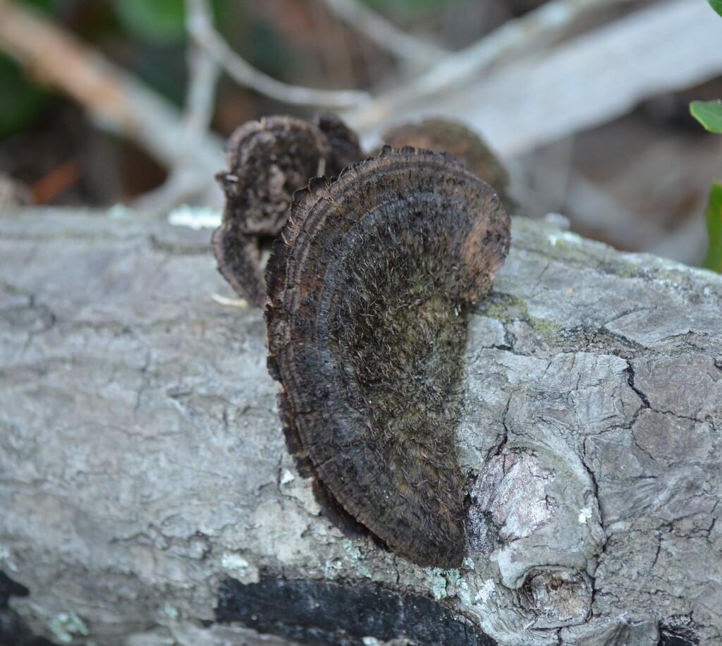 Hexagonia hydnoides · January 2026 · photo: © gatorhawk (iNaturalist, cc-by)