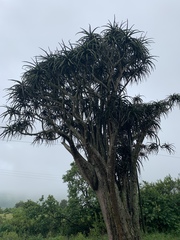 Aloidendron barberae