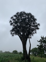 Aloidendron barberae