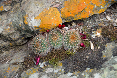 Aylostera fiebrigii