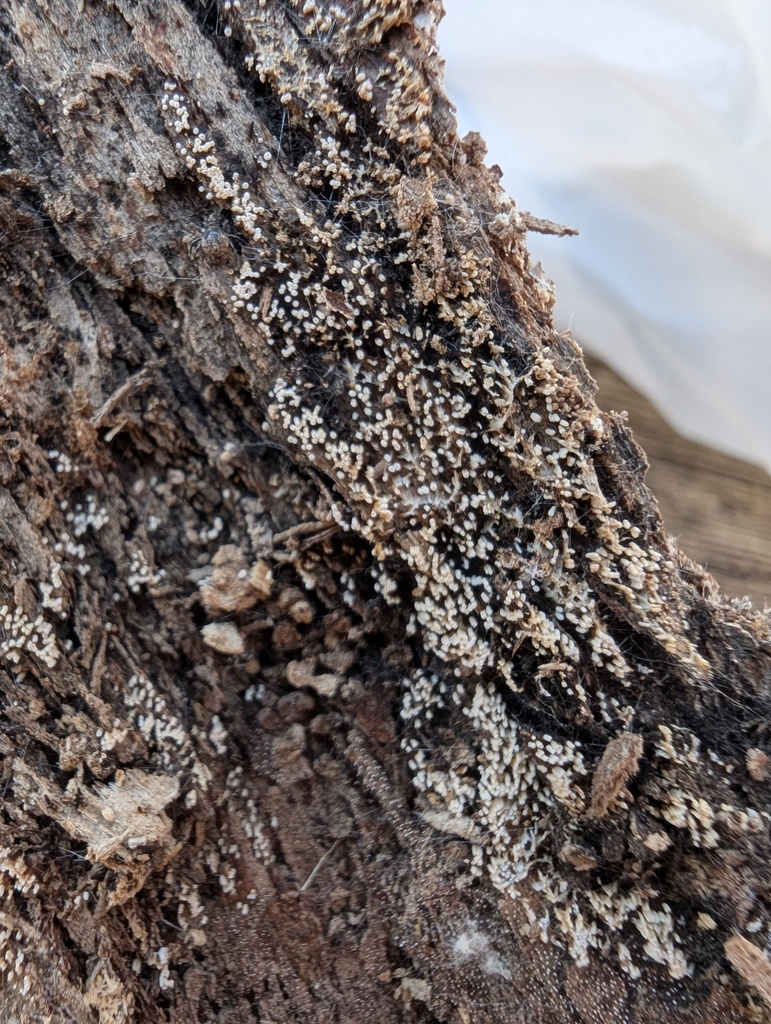 Henningsomyces candidus · January 2026 · photo: © atsushi_nakajima_cirque (iNaturalist, cc-by)