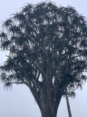 Aloidendron barberae