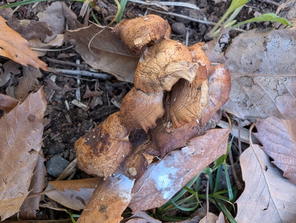 Flammulina velutipes · January 2026 · photo: © atsushi_nakajima_cirque (iNaturalist, cc-by)