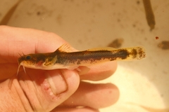 Least Madtom photo 2