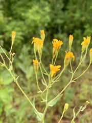 Senecio latifolius