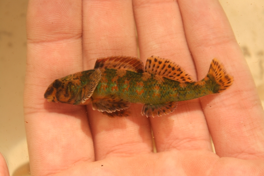 Harlequin Darter
