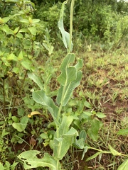 Senecio latifolius