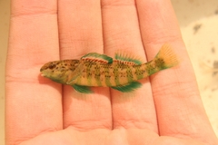 Brighteye Darter photo 1