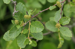 Betula humilis