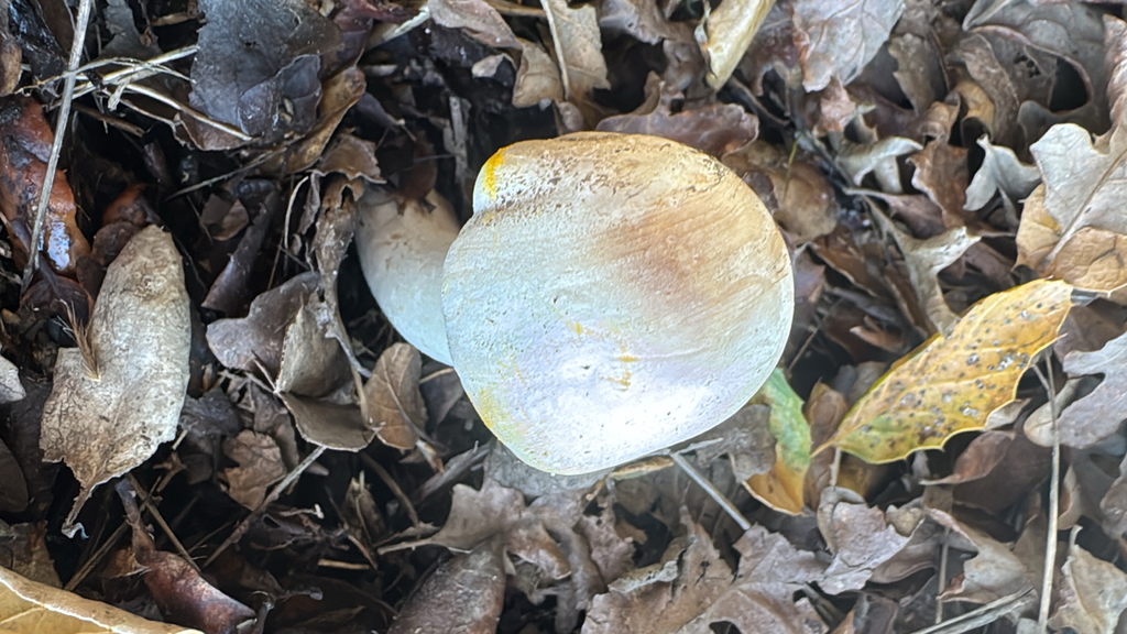 Agaricus xanthodermus · January 2026 · photo: © natureenthusiast_elle (iNaturalist, cc-by-nc)