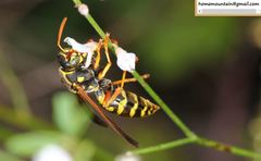 Polistes chinensis