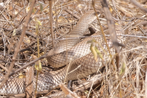 Eastern Rufous Beaked Snake