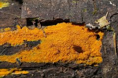 Phlebia subceracea
