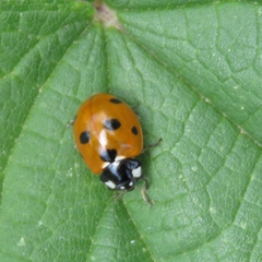 Coccinella septempunctata