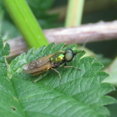 Chloromyia formosa